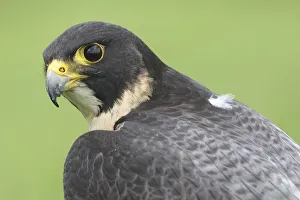 Portrait of a Peregrine Falcon (Falco peregrinus), Noord-Brabant, The Netherlands