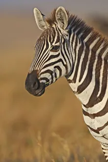 Portrait of a Plains Zebra (Equus quagga), Kenia, Narok County