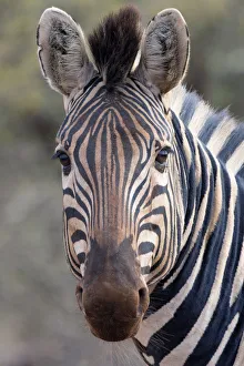 Portrait of a Plains Zebra (Equus quagga), South africa, Limpopo, Kruger National Park Portrait of a Plains Zebra (Equus quagga), South africa, Limpopo, Kruger National Park