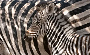 Portrait of a Plains Zebra (Equus quagga) foal seeking protection near its mother
