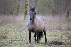 Hoofed Animal Prints: Pregnant Konik Horse (Equus ferus caballus) mare, Horsterwold, Stille Kern