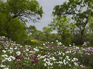 Tranquility Prints: Prickly Poppy (Argemone sp) flowers near Christine, Texas