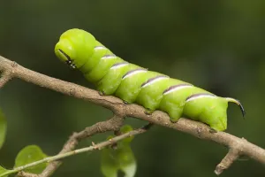 Privet Hawk Moth (Sphinx ligustri) caterpillar on a branch, Den Helder, Noord-Holland