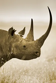 Side profile of Black Rhinoceros (Diceros bicornis) portrait, Kenya Side profile of Black Rhinoceros (Diceros bicornis) portrait, Kenya