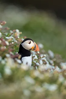 Red List Prints: Puffin emerging from burrow in evening sun, Fair Isle, Scotland