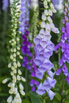 Purple Foxglove (Digitalis purpurea) flowering, Redwood National Park, California Purple Foxglove (Digitalis purpurea) flowering, Redwood National Park, California