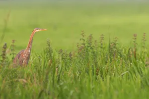 Purple Heron (Ardea purpurea) hunting in grassland, Meerkerk, The Netherlands Purple Heron (Ardea purpurea) hunting in grassland, Meerkerk, The Netherlands