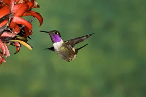 Hummingbird Prints: Purple-throated Woodstar (Philodice mitchellii) hummingbird feeding on flower nectar