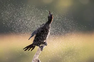 : Pygmy Cormorant (Microcarbo pygmeus) perched on a branch