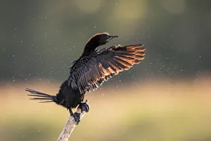 Adult Prints: Pygmy Cormorant (Microcarbo pygmeus) perched on a branch and flapping its wings