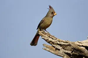 Pyrrhuloxia (Cardinalis sinuatus), Santa Rita Mountains, Arizona Pyrrhuloxia (Cardinalis sinuatus), Santa Rita Mountains, Arizona