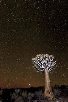 Northern Cape Prints: Quiver Tree (Aloe dichotoma) under the stars, Northern Cape, South-Africa