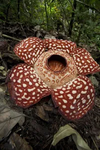 Flower Prints: Rafflesia (Rafflesia Keithii) flower, Sabah, Borneo, Malaysia