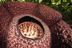 Rafflesia (Rafflesia Keithii) flower attracts flies, Sabah, Borneo, Malaysia