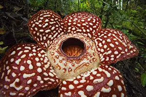 Rafflesia (Rafflesia pricei) flower, Sabah, Borneo, Malaysia