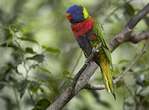 Rainbow Lorikeet (Trichoglossus haematodus), Jurong Bird Park, Singapore Rainbow Lorikeet (Trichoglossus haematodus), Jurong Bird Park, Singapore