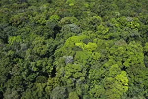 Green Prints: Rainforest canopy, Rupununi, Guyana