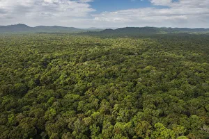Rainforest canopy, Rupununi, Guyana
