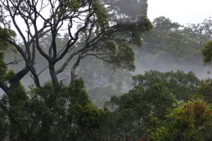 Mother Prints: Rainforest with fog, Maliau Basin, Malaysia