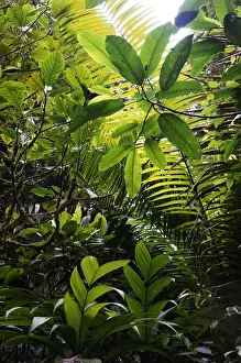 Mother Prints: Rainforest interior, Costa Rica