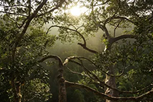 Rainforest, Maliau Basin, Malaysia