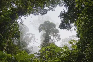Outdoors Prints: Rainforest overhead, Danum Valley, Malaysia