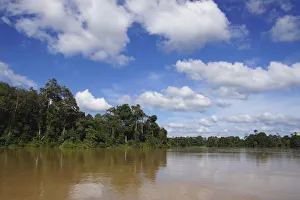 Rainforest along river, Kinabatangan River, Malaysia Rainforest along river, Kinabatangan River, Malaysia