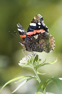 Outdoors Prints: Red Admiral (Vanessa atalanta) butterfly on Hemp Agrimony (Eupatorium cannabinum)