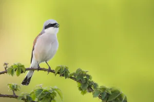 Red-backed Shrike (Lanius collurio) singing while perched on a branch, The Netherlands Red-backed Shrike (Lanius collurio) singing while perched on a branch, The Netherlands