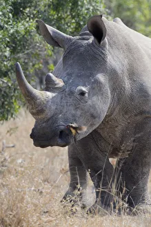 Red-billed Oxpecker (Buphagus erythrorhynchus) foraging on White Rhinoceros
