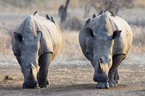 Red-billed Oxpeckers (Buphagus erythrorhynchus) perched on White Rhinoceros Red-billed Oxpeckers (Buphagus erythrorhynchus) perched on White Rhinoceros