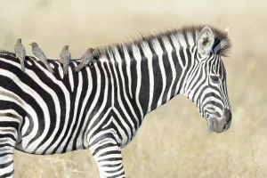 Family Prints: Red-billed Oxpeckers (Buphagus erythrorhyncus) on Plains Zebra (Equus quagga)