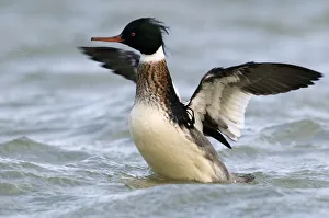 Red-breasted Merganser (Mergus serrator) drake stretching wings, Den Oever, Noord-Holland