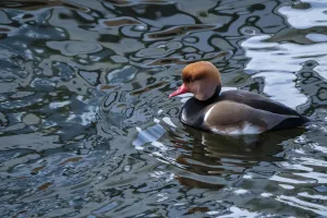 Red-crested Pochard (Netta rufina) male swimming in an Amsterdam canal, Zeeburg Red-crested Pochard (Netta rufina) male swimming in an Amsterdam canal, Zeeburg