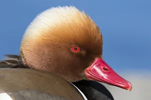 Close Prints: Red-crested Pochard (Netta rufina) male, Germany