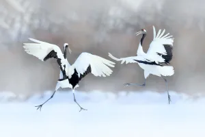 Red-crowned Crane (Grus japonensis) pair dancing in snow, Hokkaido, Japan Red-crowned Crane (Grus japonensis) pair dancing in snow, Hokkaido, Japan