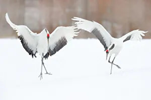 Red-crowned Crane (Grus japonensis) pair dancing in snow, Hokkaido, Japan