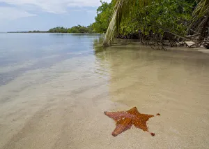 Red Cushion Sea star (Oreaster reticulatus), Utila, Honduras Red Cushion Sea star (Oreaster reticulatus), Utila, Honduras