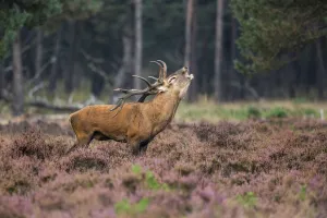Autumn Prints: Red Deer (Cervus elaphus), adult stag bellowing in moorland