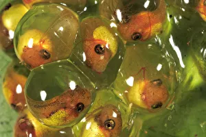 Red-eyed Tree Frog (Agalychnis callidryas) egg mass with four day old embryos, Soberania