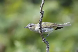 Canada Prints: Red-eyed Vireo (Vireo olivaceus), Canada