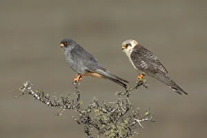 October Prints: Red-footed Falcon (Falco vespertinus) couple perched on a bush