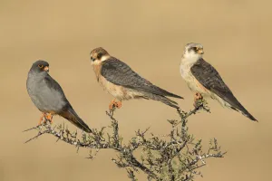 October Prints: Red-footed Falcon (Falco vespertinus) male