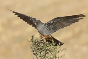 Red-footed Falcon (Falco vespertinus) male on top of a shrub with wings spread, Tal Shachar, Israel