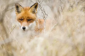 Red Fox (Vulpes vulpes) in the dunes