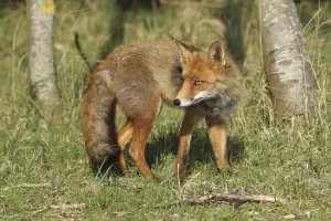 Red Fox (Vulpes vulpes) in the dunes, Noord-Holland, The Netherlands Red Fox (Vulpes vulpes) in the dunes, Noord-Holland, The Netherlands