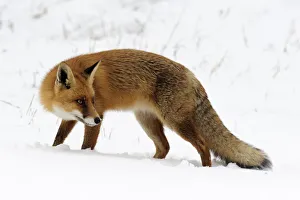 Red Fox (Vulpes vulpes) in snow, Noord-Holland, The Netherlands Red Fox (Vulpes vulpes) in snow, Noord-Holland, The Netherlands