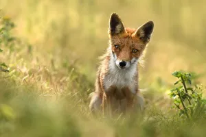 Red Fox (Vulpes vulpes) staring at the camera, Amsterdamse Waterleidingduinen Red Fox (Vulpes vulpes) staring at the camera, Amsterdamse Waterleidingduinen