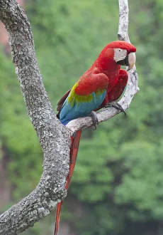 Red and Green Macaw (Ara chloroptera), Buraco das Araras, Mato Grosso do Sul, Pantanal Red and Green Macaw (Ara chloroptera), Buraco das Araras, Mato Grosso do Sul, Pantanal