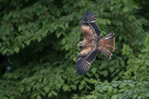 Top View Prints: Red Kite (Milvus milvus) flying against trees, Eifel, Germany